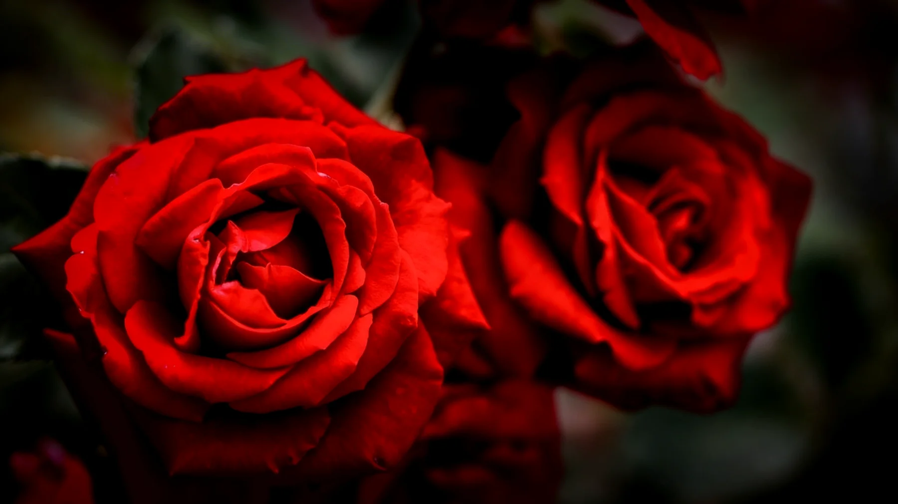 Rote Rosen2026-04-09T04:51:38.014Z"